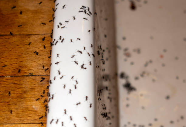 Best Pest Control Near Me in Eagle Mountain, UT