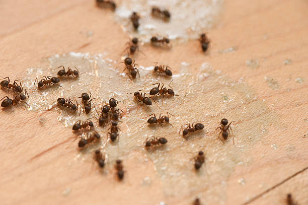 Best Cockroach Control Services  in Eagle Mountain, UT